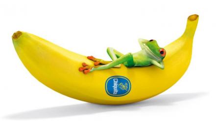 Fruits frogs bananas colors strong fresh vitamins wallpaper