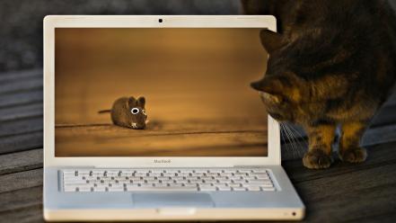 Funny cat and laptop wallpaper