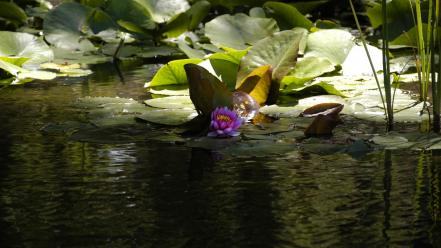 Green flowers lakes wallpaper