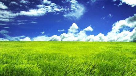 Green grass field wallpaper