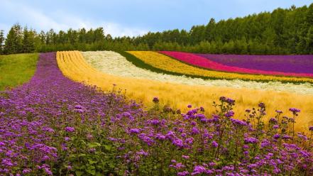 Japan colors flowers landscapes multicolor wallpaper
