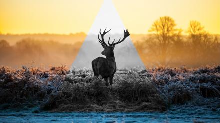 Landscapes deer triangle wallpaper
