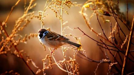 Nature birds sparrow wallpaper