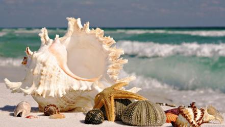 Nature shells starfish seashells marine sea wallpaper