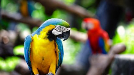 Parrots blurred background blue-and-yellow macaws wallpaper