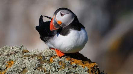 Puffin pictures wallpaper