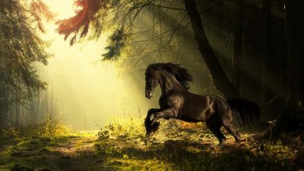 Sun summer horses forest wallpaper