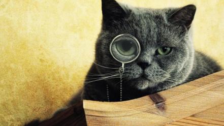 Cats animals gray glasses green eyes wallpaper