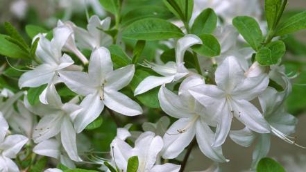 Flowers white azaleas wallpaper