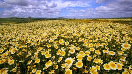 Landscapes flowers california national monument plain wallpaper
