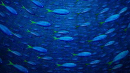 Underwater Fish wallpaper