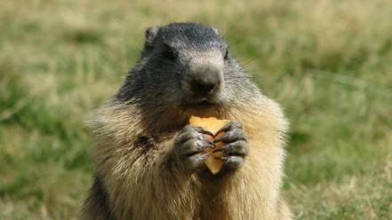 Animals baby eating marmots nature wallpaper