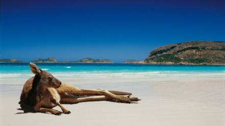 Animals beaches kangaroos landscapes lying down wallpaper
