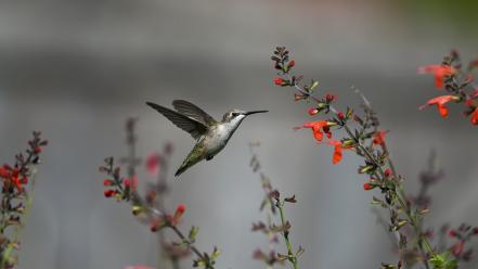 Animals birds flowers hummingbirds nature wallpaper