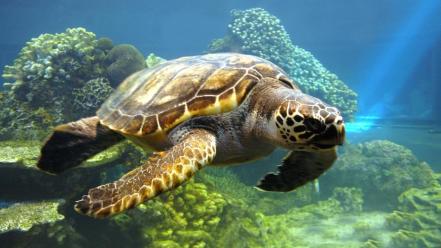 Animals coral reef nature sea turtles wallpaper