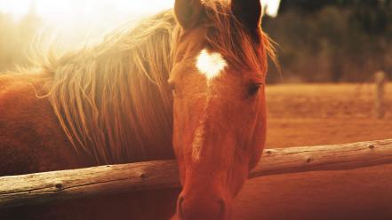 Animals horses sunlight wooden fence wallpaper