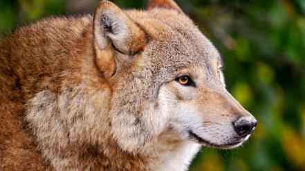 Animals predator wild wolves wallpaper
