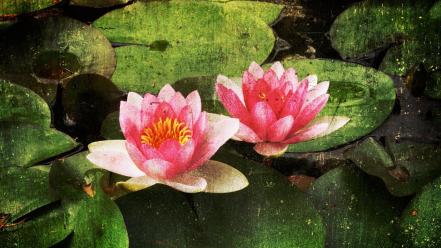 Artwork paintings pattern water lilies wallpaper