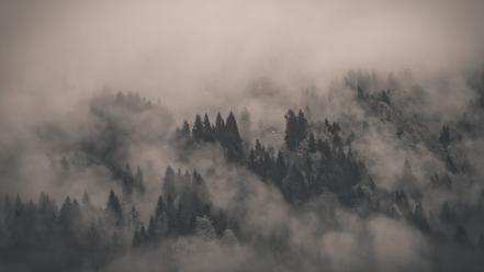 Atmospheric creepy fog forests landscapes wallpaper