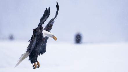 Birds eagles landscapes nature snow wallpaper