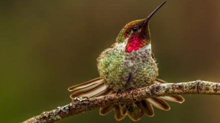 Birds hummingbirds wallpaper