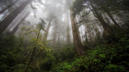 California usa ferns fog forests wallpaper
