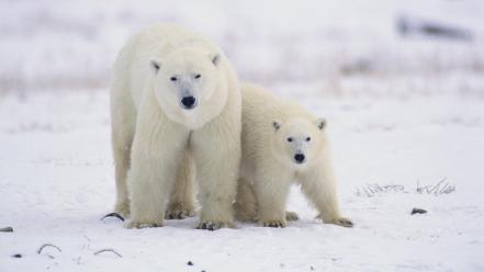 Canada animals baby polar bears wallpaper