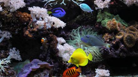 Corals fish tropical wallpaper