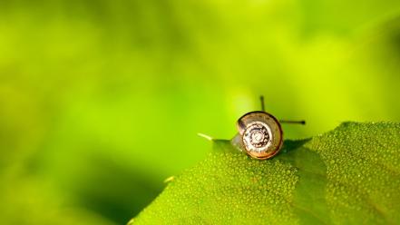 Cute snail pictures wallpaper