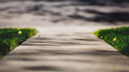 Depth of field grass path wildflowers yellow flowers wallpaper