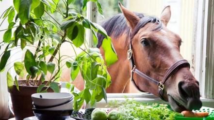 Eating horses vegetables window wallpaper