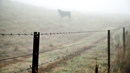 Fences silhouettes barbed wire blurred background cattle wallpaper