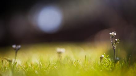 Flora blurred background bokeh depth of field grass wallpaper