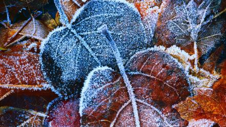 Frozen autumn leaves wallpaper