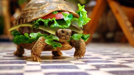 Funny hamburgers photo manipulation turtles wallpaper