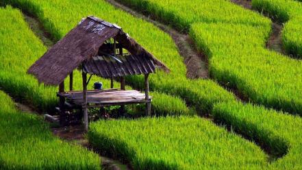 Indonesia rice villages wallpaper