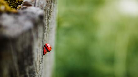 Insects macro depth of field ladybirds blurred background wallpaper
