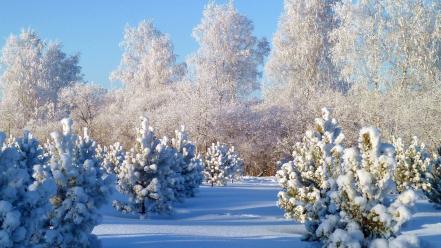 Landscapes natural scenery nature snow snowy trees wallpaper