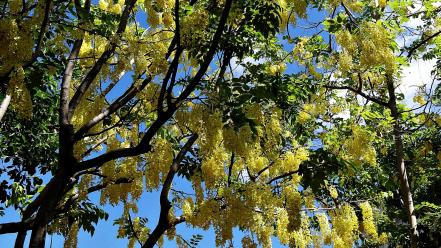 Nature trees flowers yellow skies wallpaper