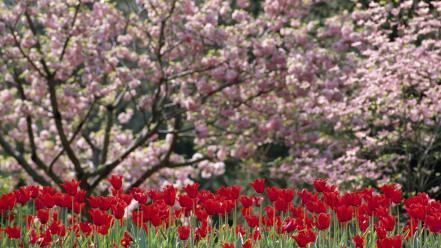 North carolina flowered trees flowers red tulips wallpaper