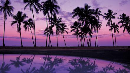 Oahu palm trees reflections sunset wallpaper