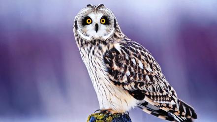Owl pictures wallpaper