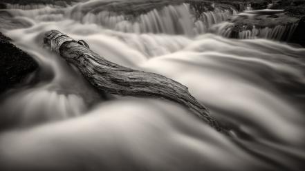 Trunks black and white flood landscapes monochrome wallpaper