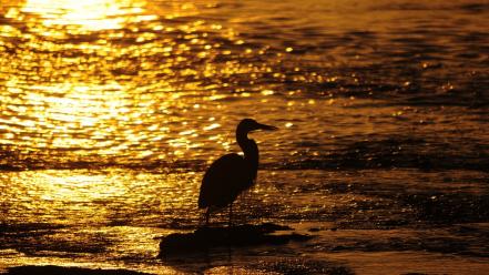 Water birds silhouettes bokeh sunlight egrets seashore wallpaper