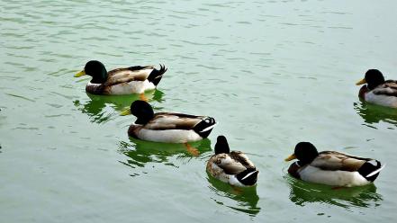 Water nature birds animals ducks ripples lakes wallpaper