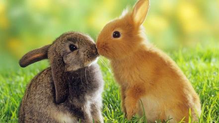 Animals bunnies kissing wallpaper