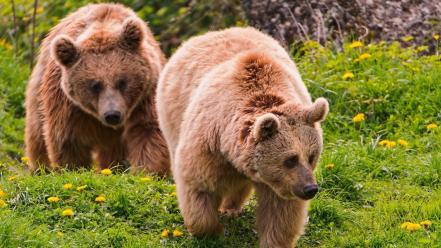 Animals grizzly bears nature wallpaper