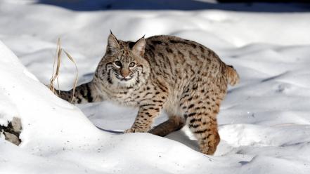 Animals lynx nature snow wallpaper