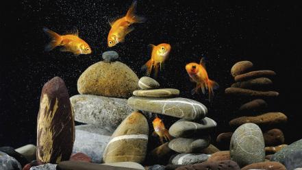 Aquarium fish goldfish stones wallpaper