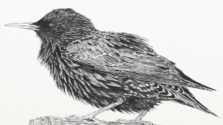 Birds feathers sketches starling wallpaper